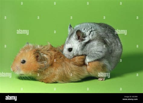 hamsters sexes